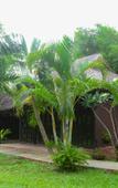 Туры в отель Mai Spa Resort Туры в отель Mai Spa Resort