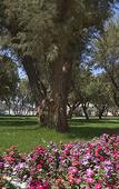 Туры в отель Plaza Resort Hotel Туры в отель Plaza Resort Hotel