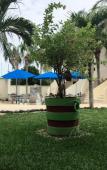 Туры в отель Villas Coco Resorts Туры в отель Villas Coco Resorts