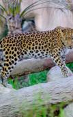 Туры в отель Emirates Park Zoo & Resort Туры в отель Emirates Park Zoo & Resort