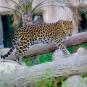 Туры в отель Emirates Park Zoo & Resort, оператор Anex Tour