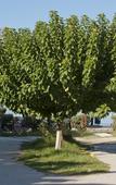 Туры в отель Anetis Beach Hotel Туры в отель Anetis Beach Hotel