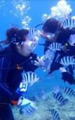 Туры в отель Miyuki Beach Туры в отель Miyuki Beach