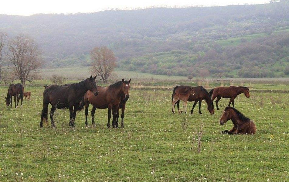 Турбаза Белая река Даховская 1*