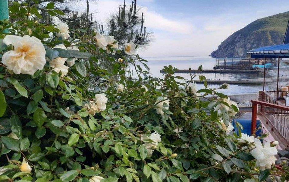 Cat пос. Партенит 0*