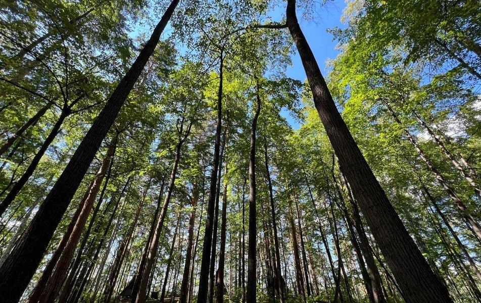 База отдыха Светлячок (Сайма) 0*