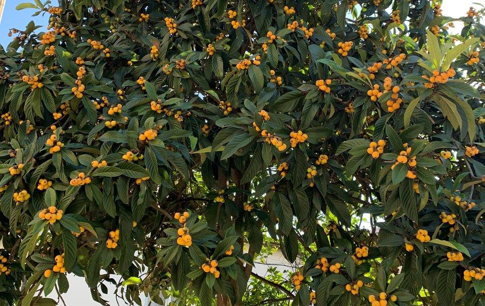 Грация (ул. Тюльпанов) 0*