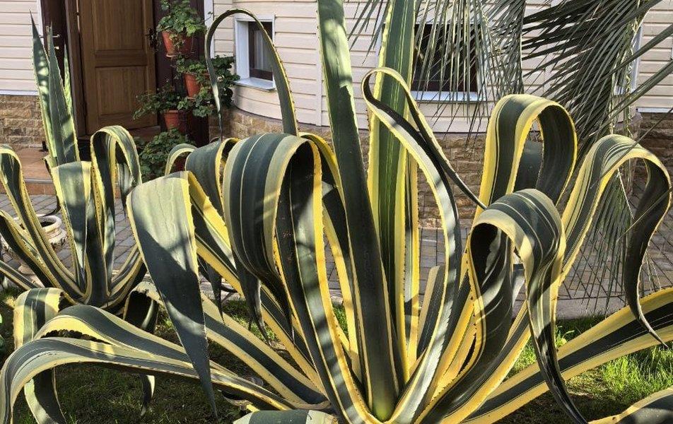 Башня (Адлер ул. Герцена) 2*