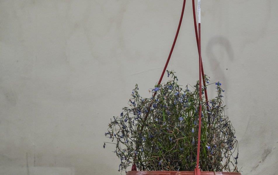 Корюшка пошла 0*