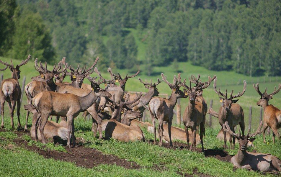 Басаргино 0*