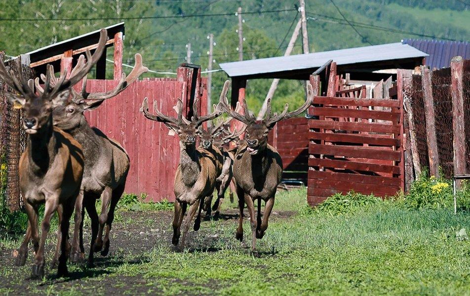 Басаргино 0*