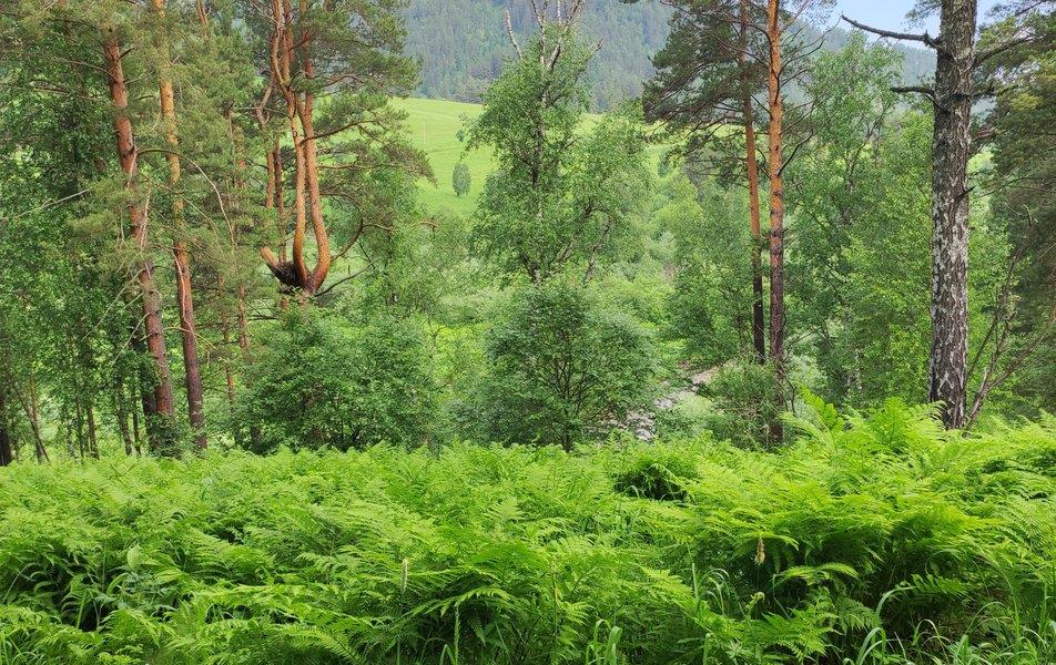 Вдохни Алтай 0*