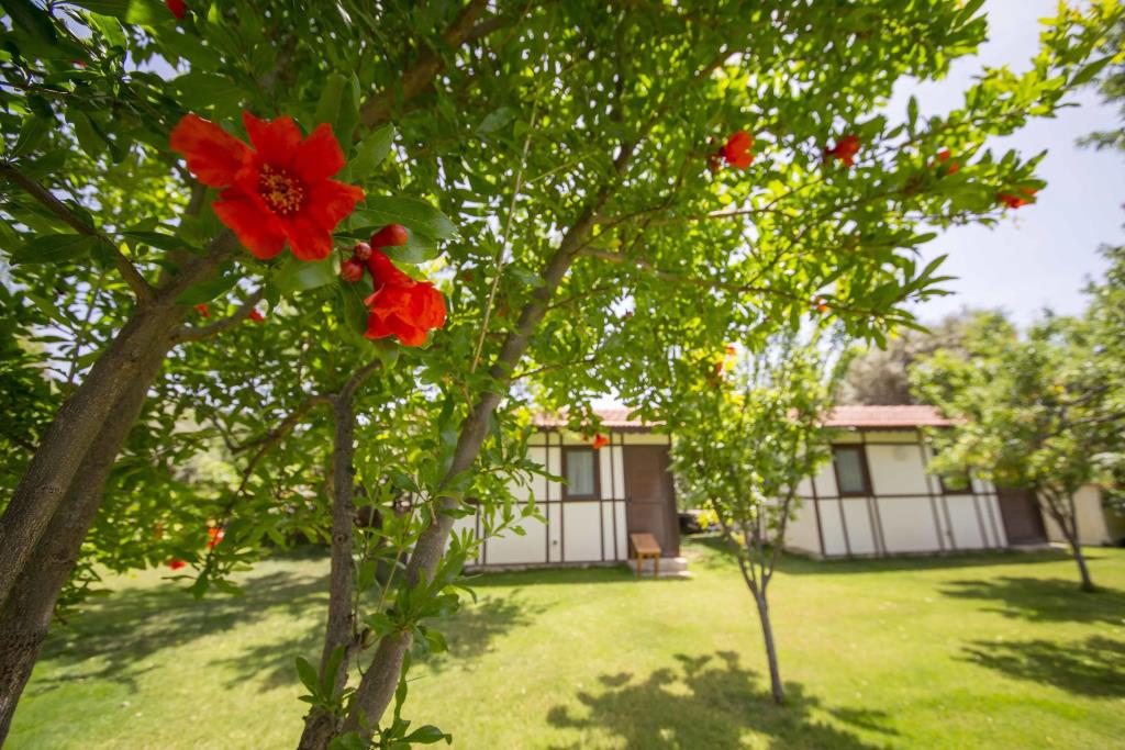Bal Badem Bungalov 0*