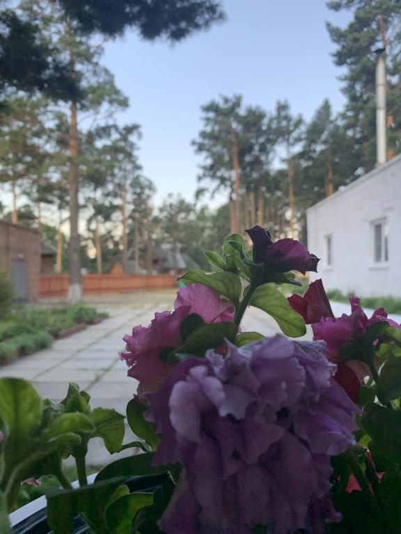 Podsnezhnik Mini-Hotel 0*