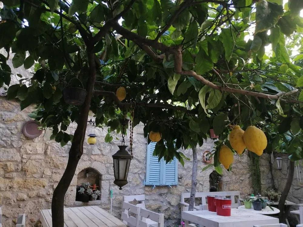 Kaktushan Otel 0*