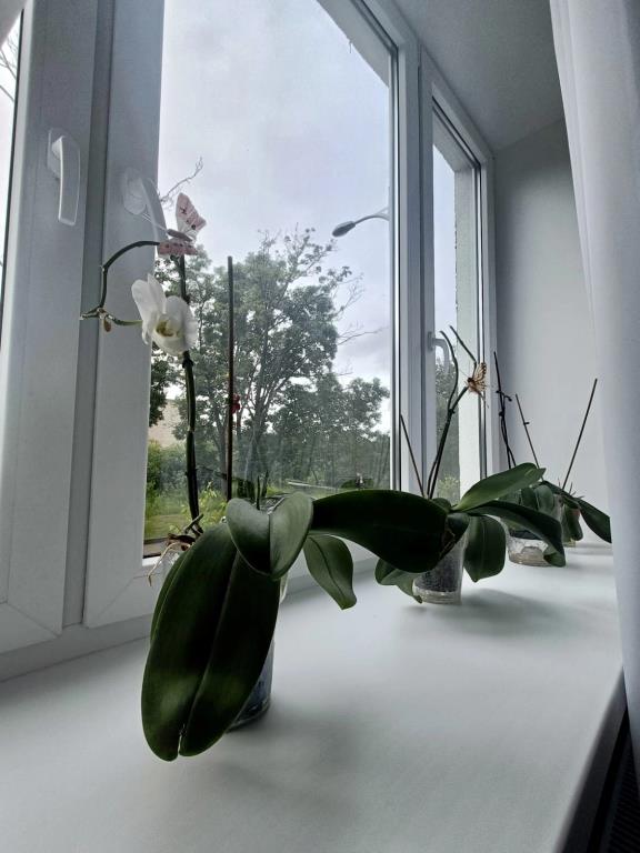 Na Tolstikova Flat 0*