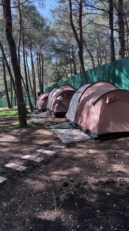 Pod Sosnami Camping 0*