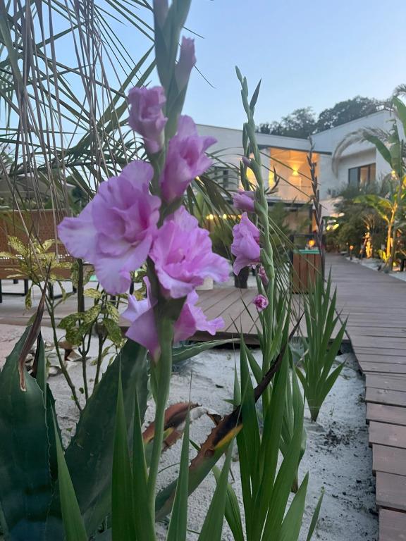 Little Palm Hotel 4*