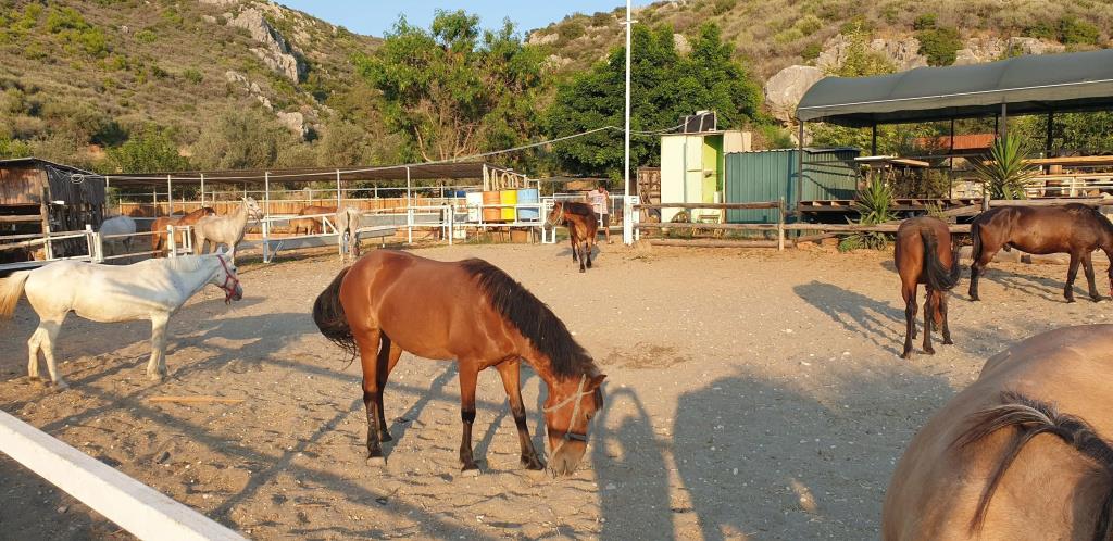 Patara Caretta Hotel 0*