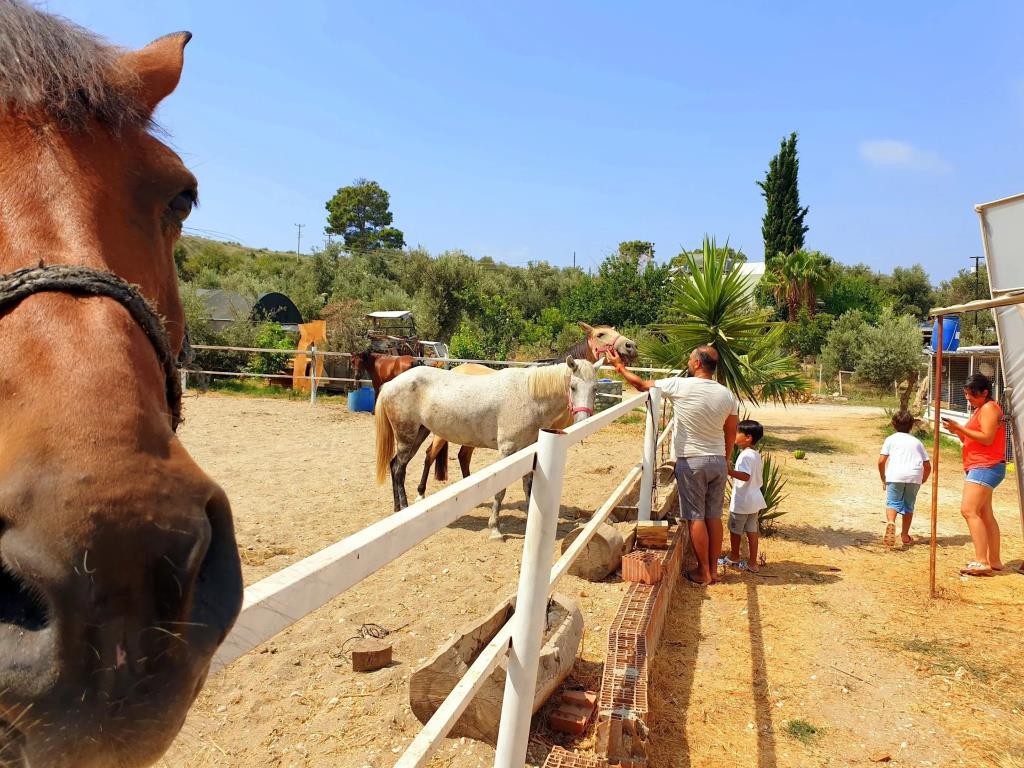 Patara Caretta Hotel 0*