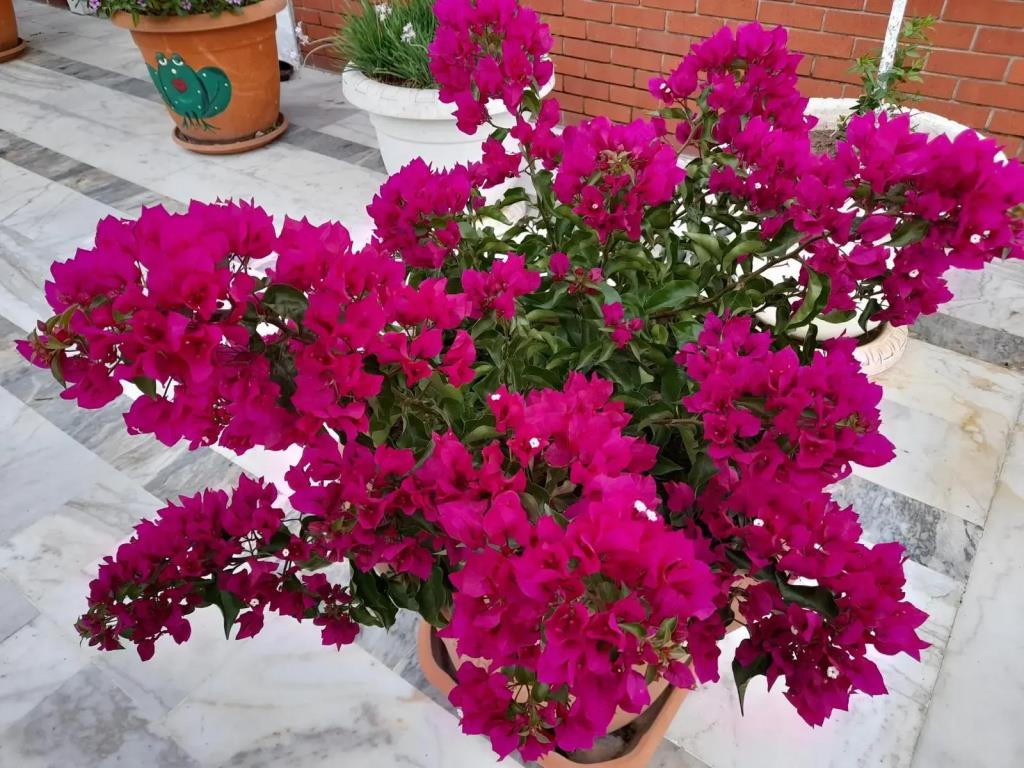 Akdeniz Pansiyon Bed&Breakfast 0*