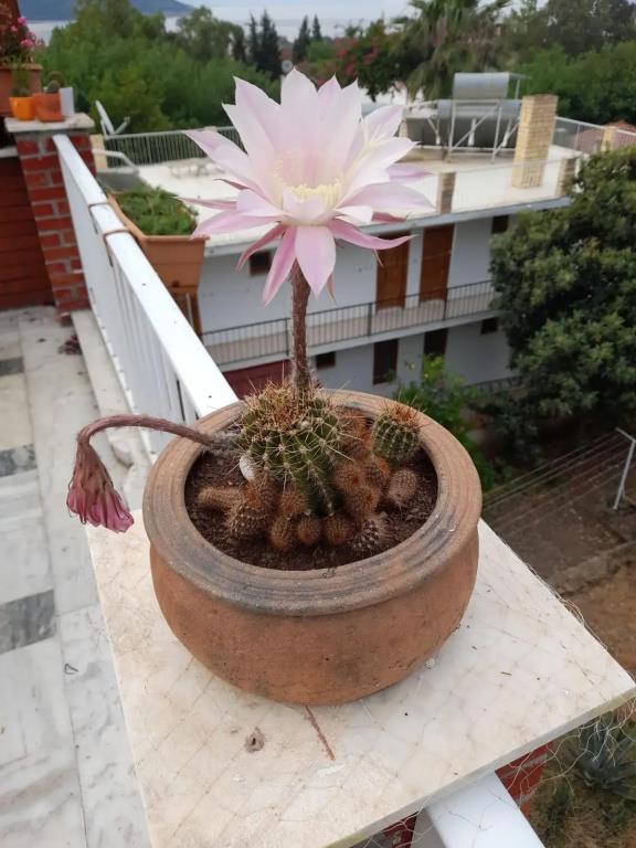 Akdeniz Pansiyon Bed&Breakfast 0*