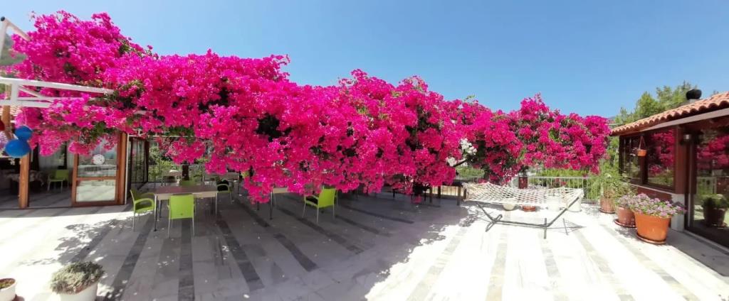 Akdeniz Pansiyon Bed&Breakfast 0*