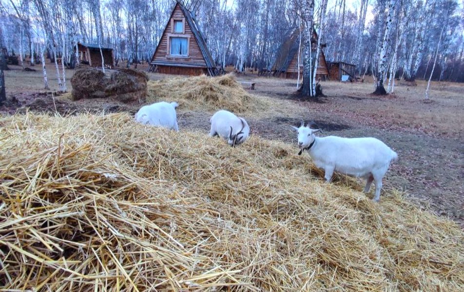 «Веселая ферма» база отдыха 1*