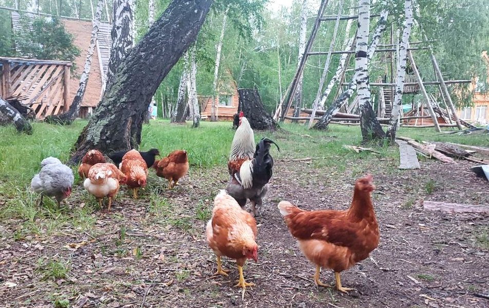«Веселая ферма» база отдыха 1*