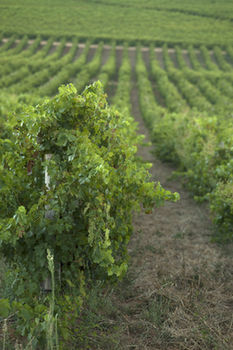 Devonvale Golf & Wine Estate 0*
