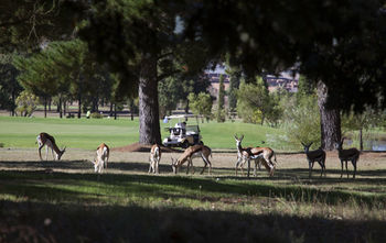 Devonvale Golf & Wine Estate 0*