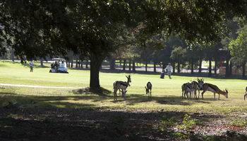 Devonvale Golf & Wine Estate 0*