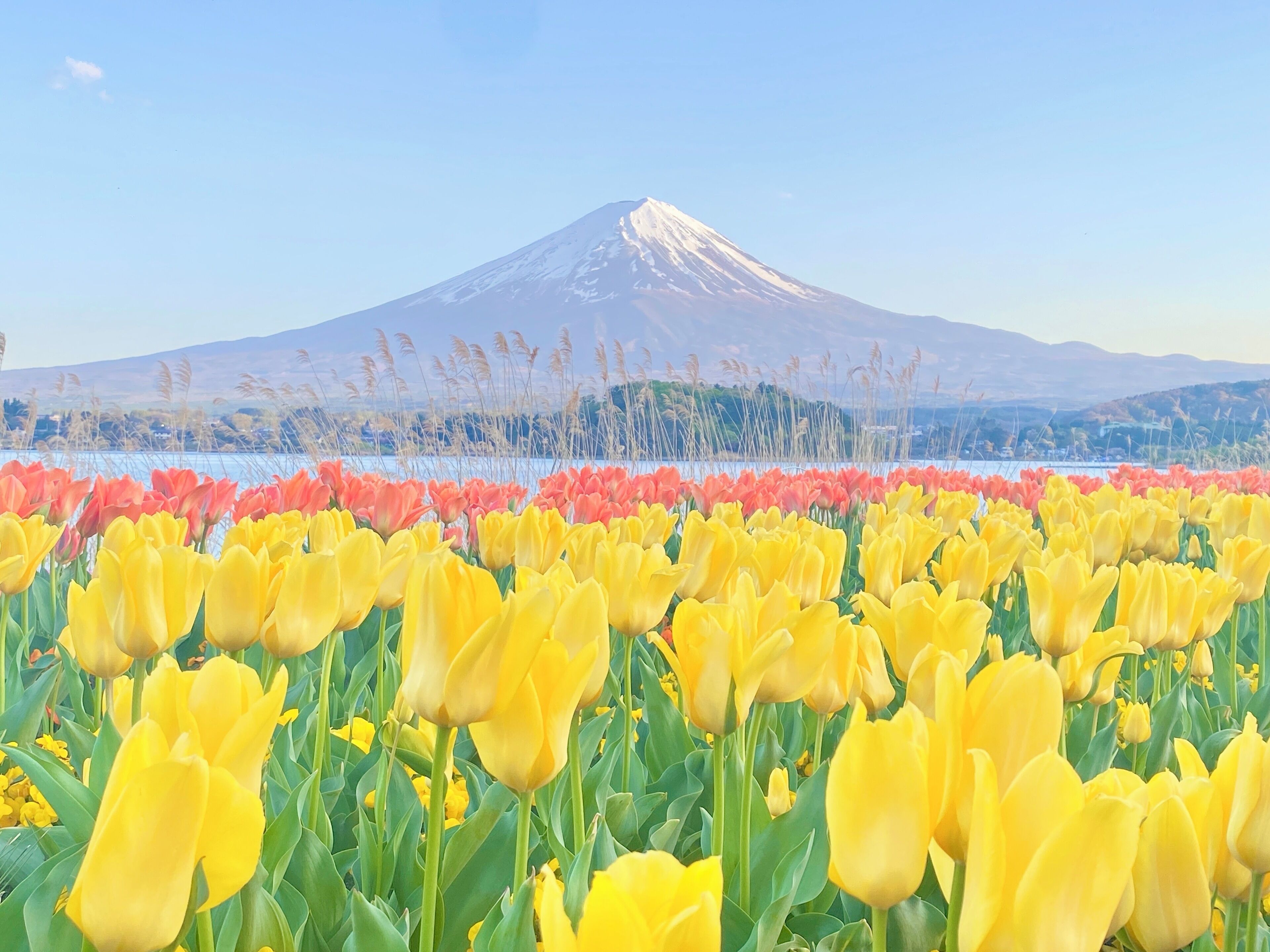 HAOSTAY KAWAGUCHIKO ART MUSEUM. 2*