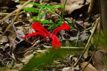 Mutiara Taman Negara 3*