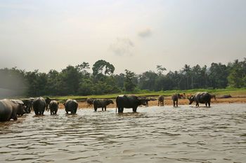 Mutiara Taman Negara 3*