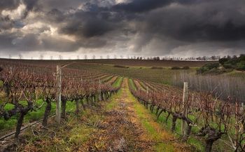Asara Wine Estate & Hotel 5*