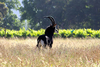 Boschendal Farm Estate 4*