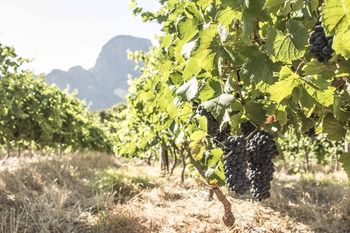 Boschendal Farm Estate 4*