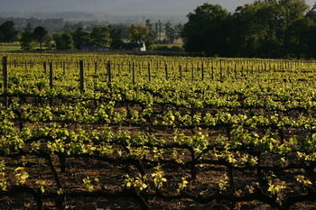 Boschendal Farm Estate 4*