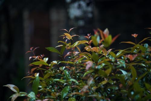 Elephant Passage Resort Munnar 3*