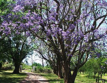 Chrislin African Lodge 0*