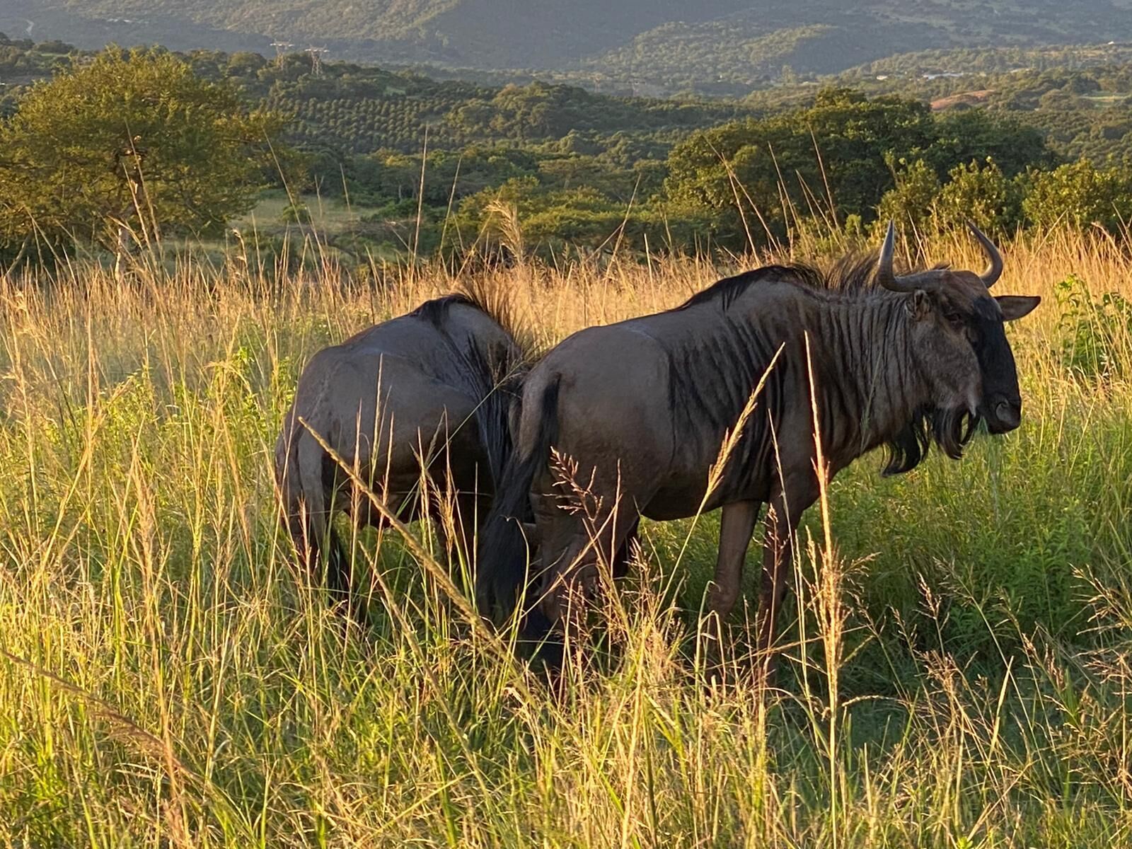 Ndhula Luxury Tented Lodge 4*