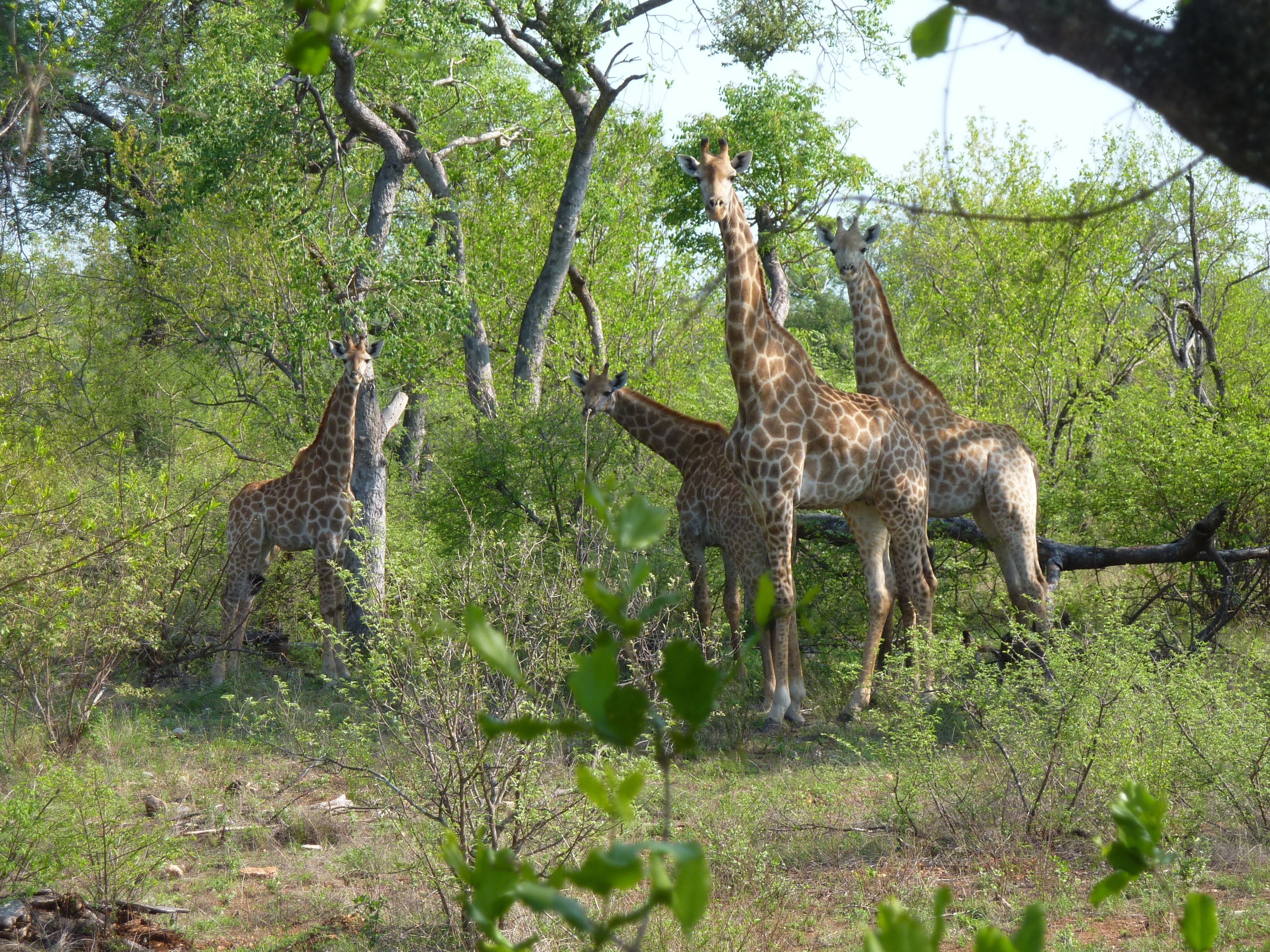Ndhula Luxury Tented Lodge 4*