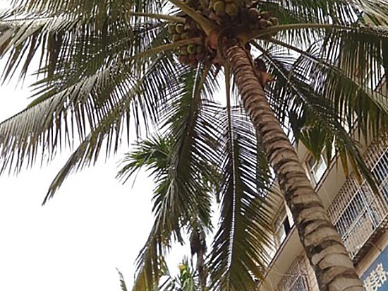 Lime Resort Hotel 2*