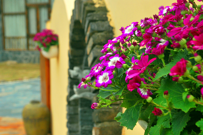 Moganshan Mountain Cat Inn 0*