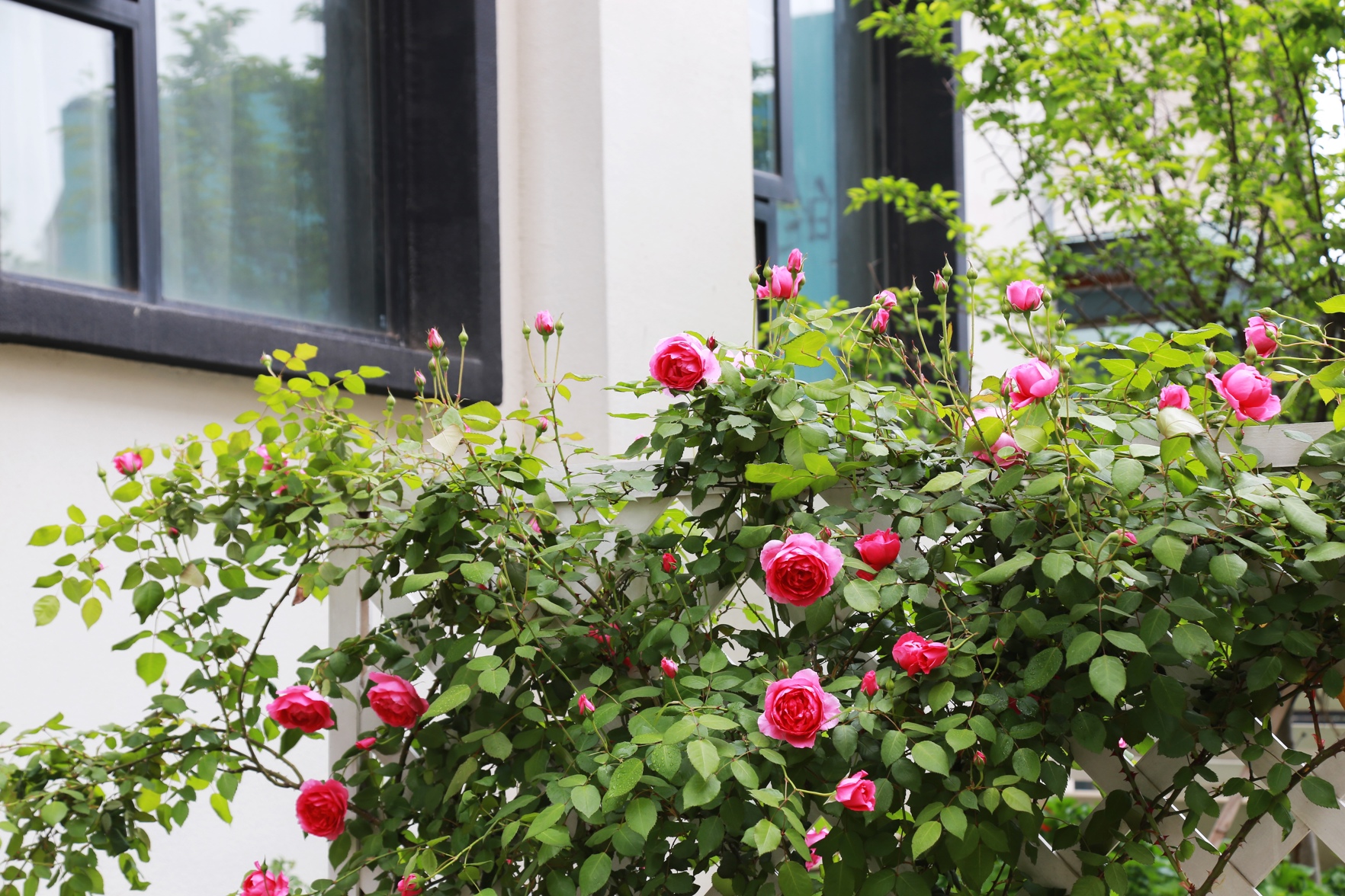 Begonia Garden Hotel 3*