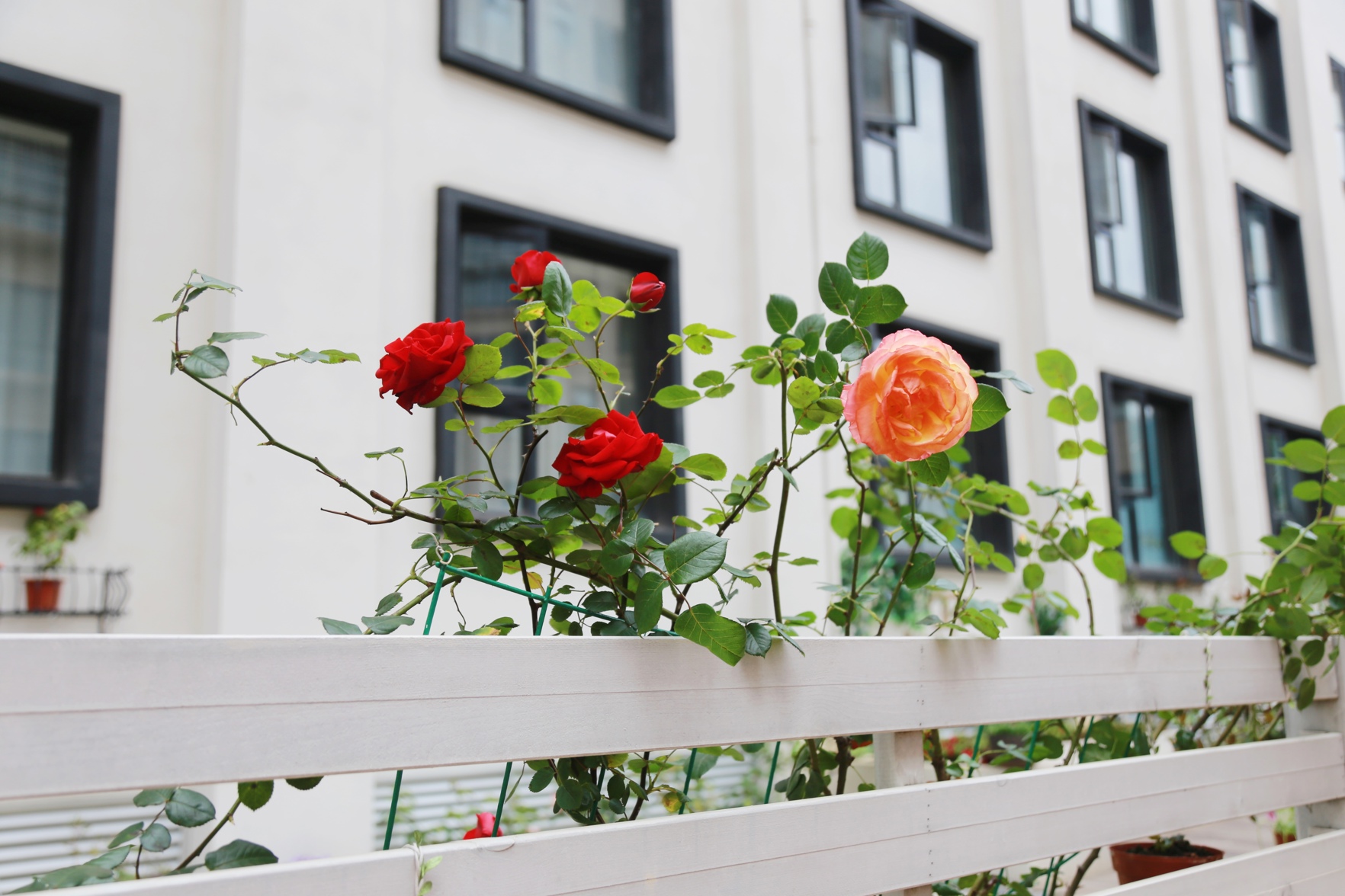 Begonia Garden Hotel 3*