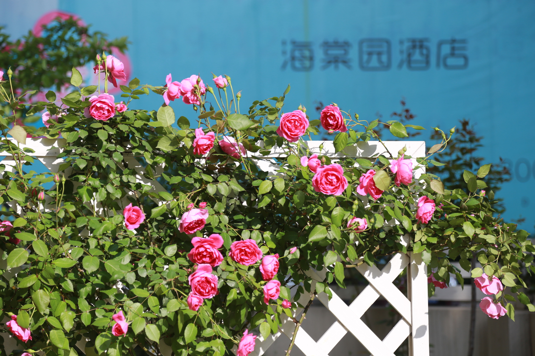 Begonia Garden Hotel 3*