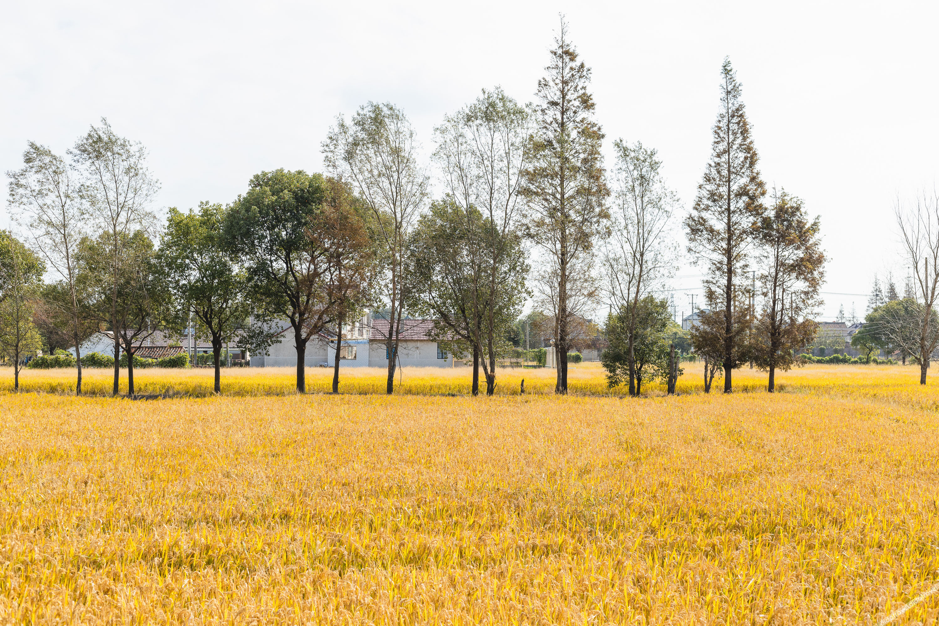 Floral Hotel· Shanghai Jiuxiang hotel (Chongming Forest Park store) 0*