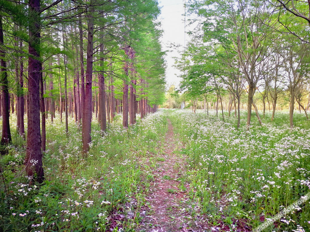 Floral Hotel· Shanghai Jiuxiang hotel (Chongming Forest Park store) 0*